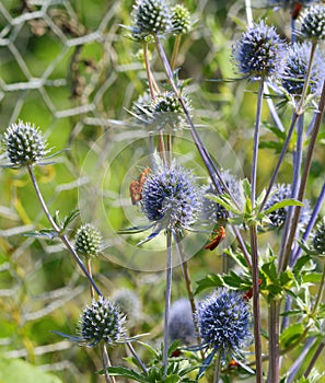 Common red soldier beetles on sea holly flowers