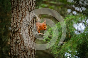 Common red squirrel sitting on a branch of a large coniferous tree photo