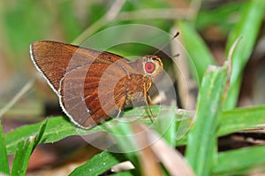 Common redeye