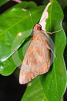 Common redeye butterfly photo