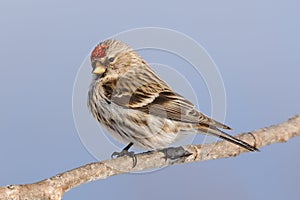 Common redpoll photo