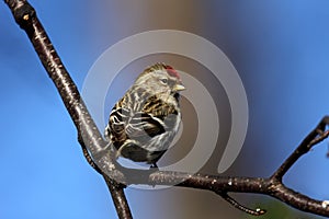 Common Redpoll