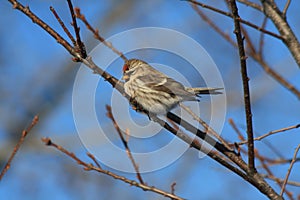 Common redpoll photo