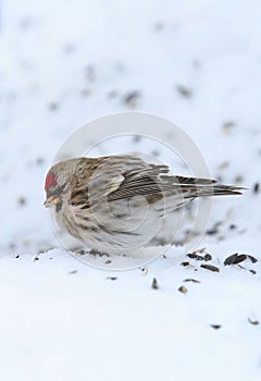 Common Redpoll photo