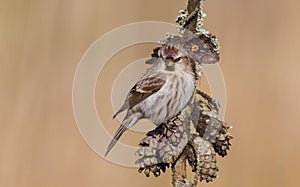 Common Redpoll - Acanthis flammea