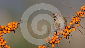 Common Redpoll - Acanthis flammea photo