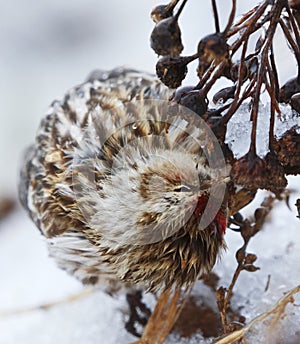 Common redpoll (Acanthis flammea) feeding on tansy seeds closeup