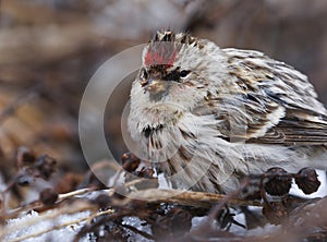 Common redpoll (Acanthis flammea) feeding on tansy seeds closeup