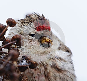 Common redpoll (Acanthis flammea) feeding on tansy seeds closeup photo