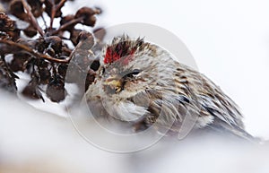 Common redpoll (Acanthis flammea) feeding on tansy seeds closeup photo