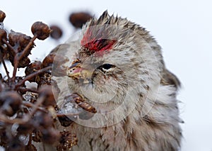 Common redpoll (Acanthis flammea) feeding on tansy seeds closeup photo