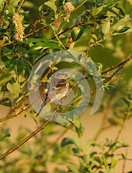 Common redpoll (Acanthis flammea) juvenile perched in a bush photo