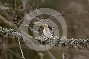 Common redpoll (Acanthis flammea) perched in a tree in the forest photo