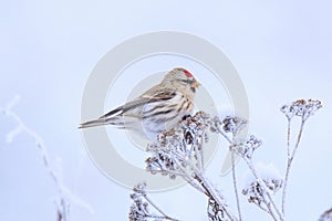 Comune, l'unico uccello sul congelato erba la neve 