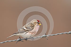 Common Redpoll acanthis flammea sitting on a barbed wire photo