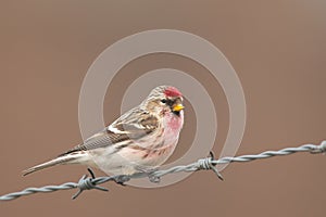 Common Redpoll Acanthis flammea.