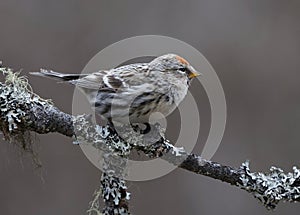 Common redpoll (Acanthis flammea) sitting on a branch