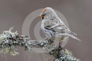 Common redpoll (Acanthis flammea) sitting on a branch photo