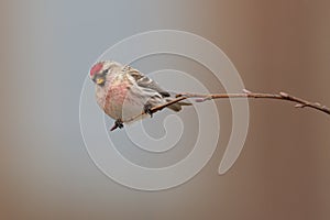 Common Redpoll Acanthis flammea sitting on a twig.
