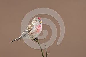 Common Redpoll Acanthis flammea sitting on a twig.