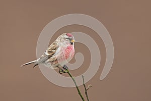 Common Redpoll Acanthis flammea sitting on a twig.