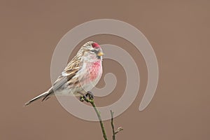 Common Redpoll Acanthis flammea sitting on a twig. photo
