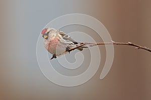 Common Redpoll Acanthis flammea sitting on a twig. photo