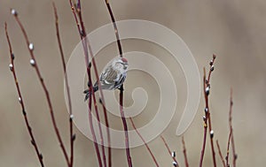 Common redpoll (Acanthis flammea) sitting on a willow branch