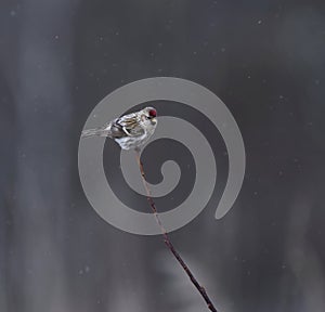 Common redpoll (Acanthis flammea) in snowfall sitting on a branch photo