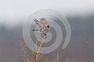 Common redpoll (Acanthis flammea) in snowfall photo