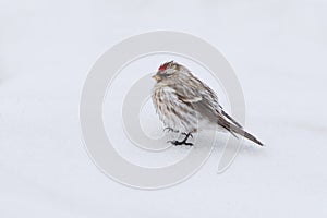 Common redpoll (Acanthis flammea) standing in the snow