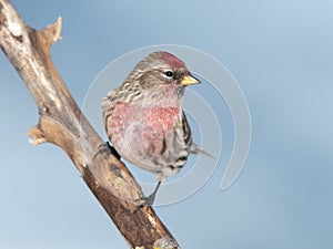 Common Redpoll Carduelis flammea photo