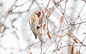 Common Redpoll Feeding on Birch Catkins