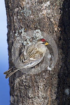 Common Redpoll Female  839002 photo