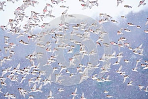 Common Redpoll Flock Flying in a Snow Squall photo