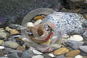 Common Redpoll - male photo