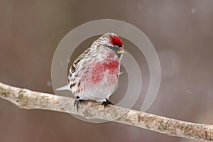 Common Redpoll Male photo