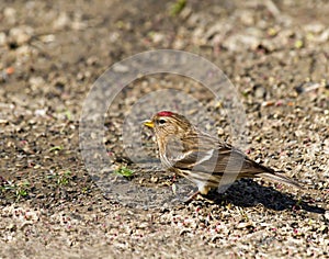 Common Redpoll