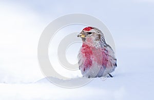 Common Redpoll male on the snow