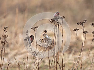 The common redpoll or mealy redpoll (Acanthis flammea)