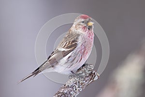 Common redpoll perched on a branch - taken in winter in the Sax-Zim Bog in Northern Minnesota