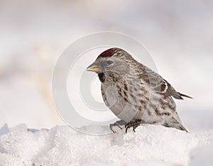 Common Redpoll on snow photo