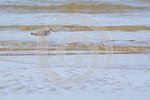 Common redshank on the beach
