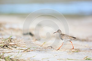 Common redshank at the beach
