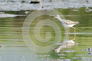 Common Redshank bird