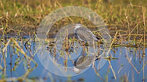 The Common Redshank, bird with reflection in water