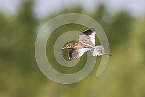 Common redshank bird tringa totanus in flight