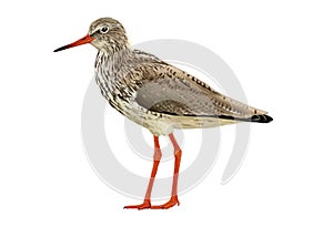 Common redshank