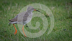 The Common Redshank feeding on Marsh