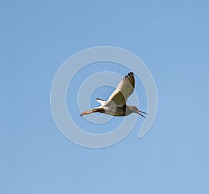 Common Redshank Flying